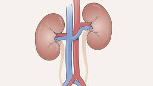 Renal Function Test